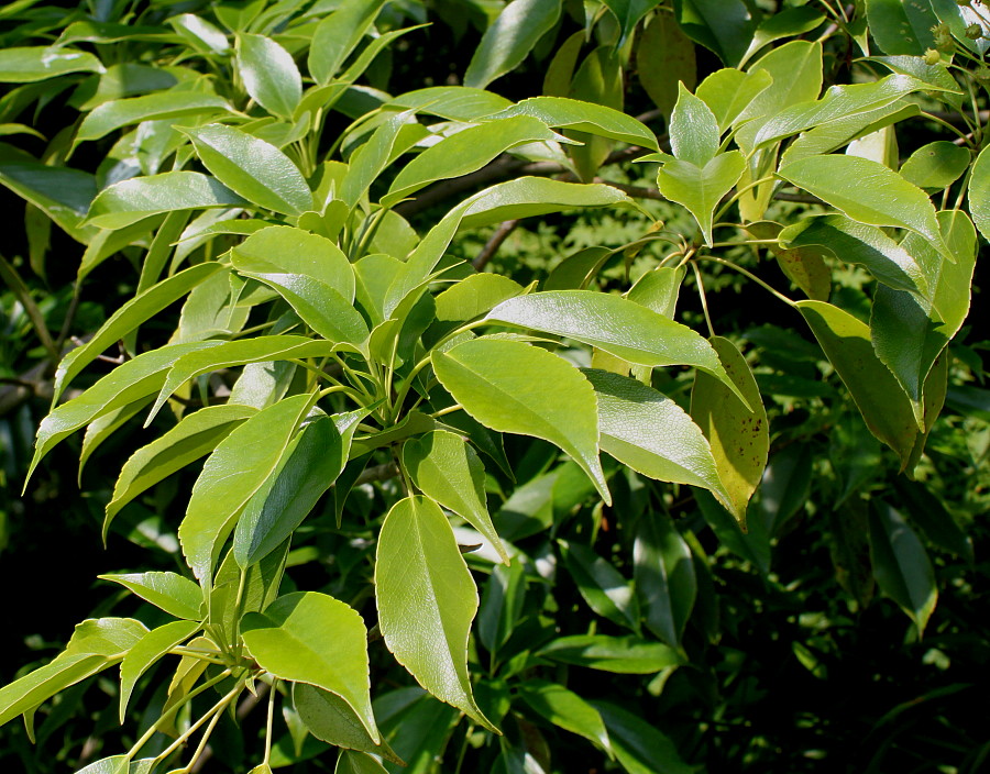 Image of Trochodendron aralioides specimen.