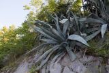 Agave americana