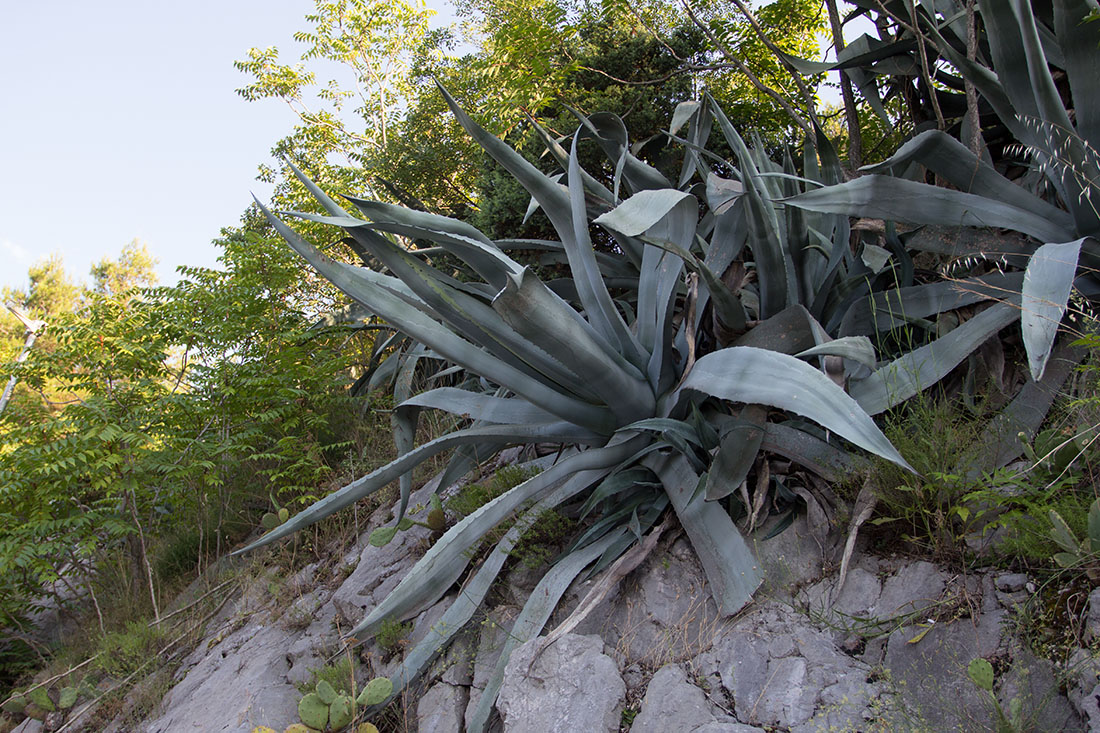 Image of Agave americana specimen.