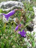 Campanula taurica