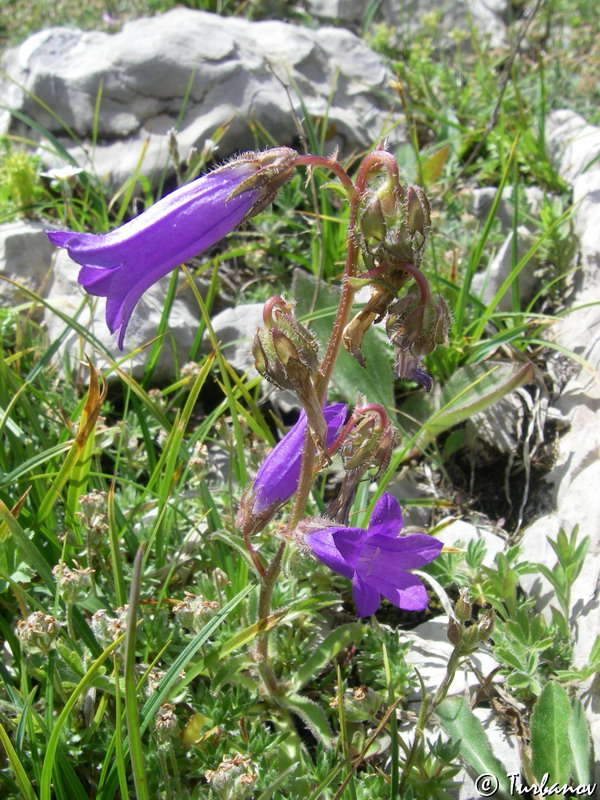 Image of Campanula taurica specimen.