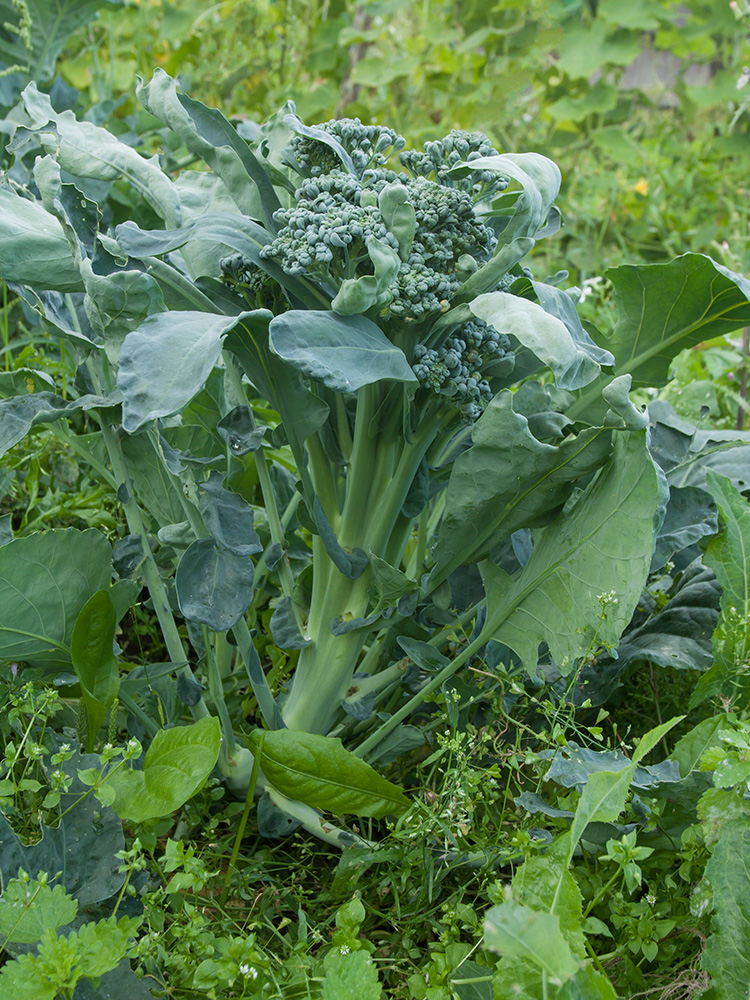 Изображение особи Brassica oleracea var. italica.