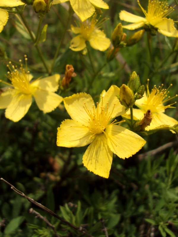 Изображение особи Hypericum elegans.