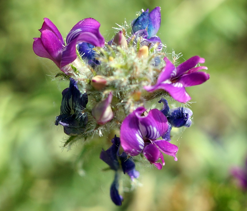 Image of Oxytropis turczaninovii specimen.