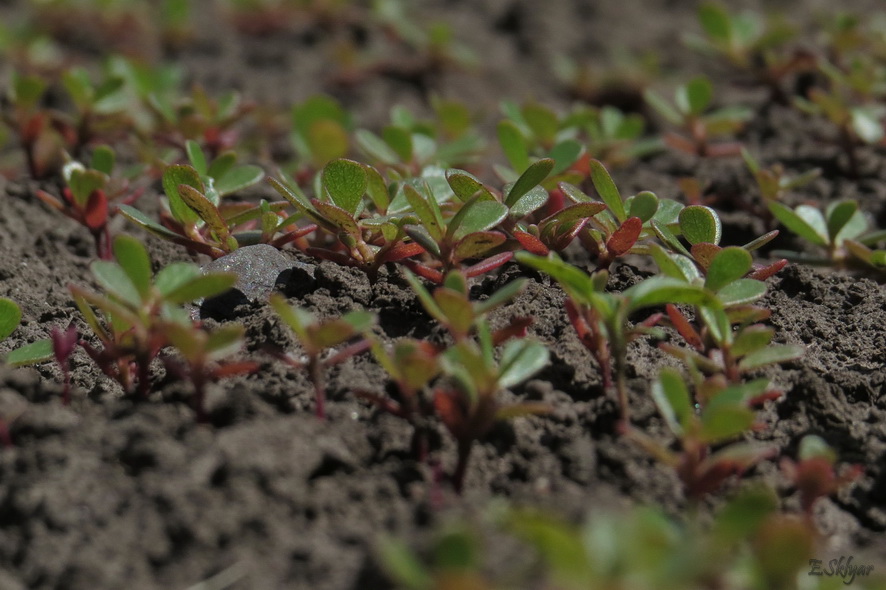 Image of Portulaca oleracea specimen.