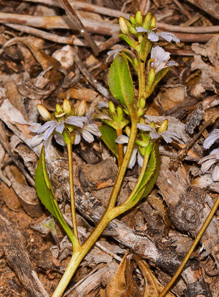 Изображение особи Scaevola crassifolia.