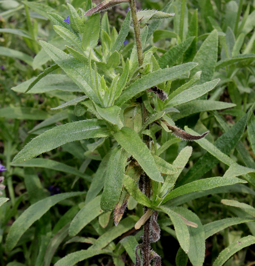 Image of genus Anchusa specimen.
