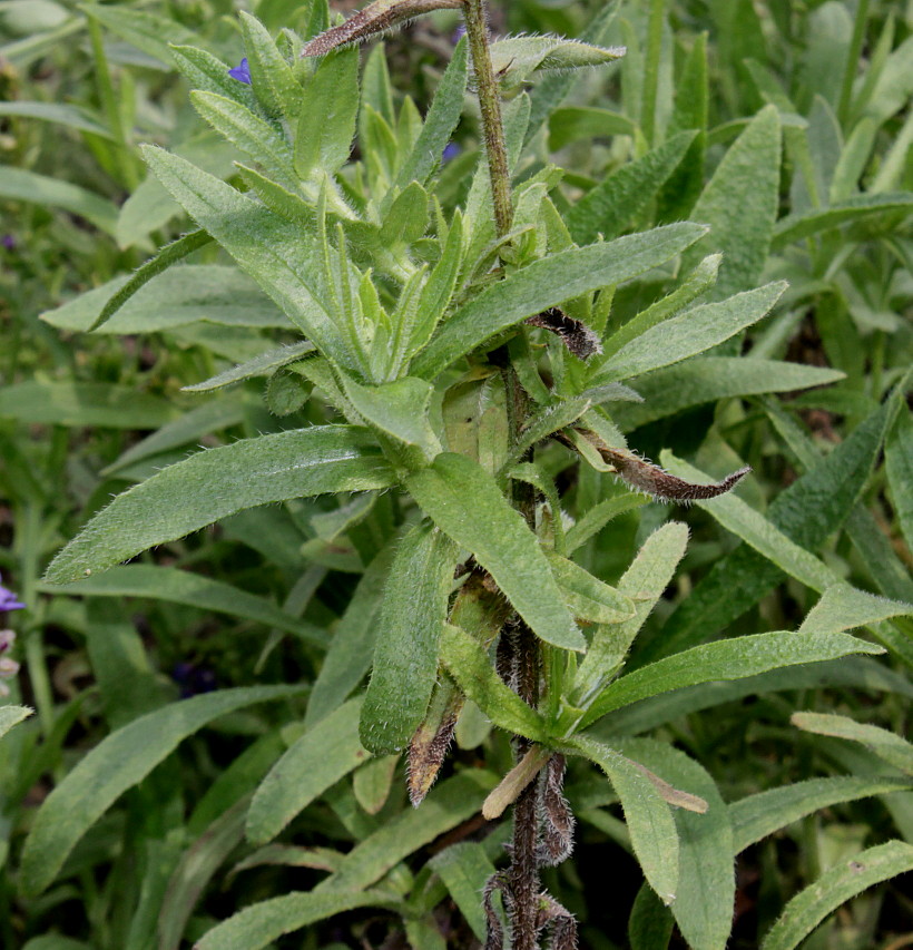 Изображение особи род Anchusa.