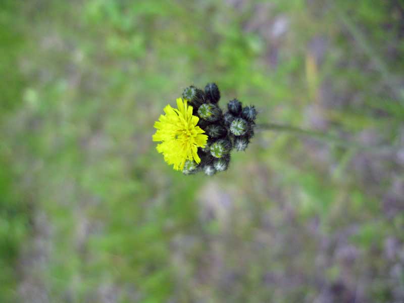 Image of genus Pilosella specimen.