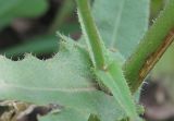 Picris hieracioides