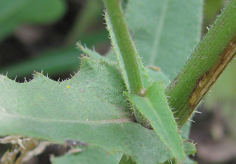 Image of Picris hieracioides specimen.