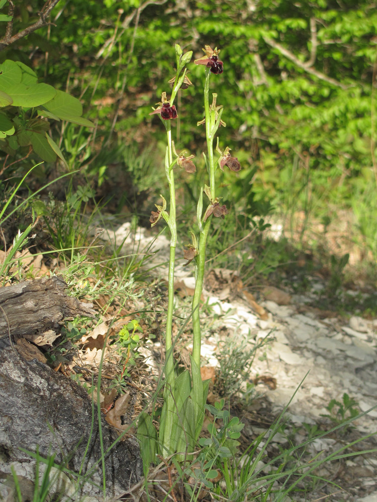 Image of Ophrys mammosa specimen.