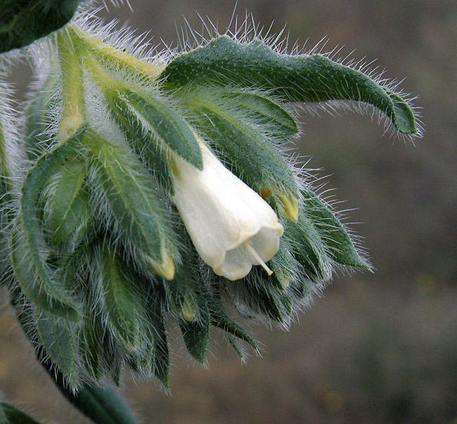 Изображение особи Onosma setosa.