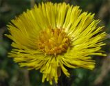 Tussilago farfara. Соцветие. Нидерланды, окрестности Гронингена. Март 2007 г.