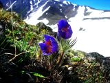 Pulsatilla multifida