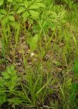 Melica nutans