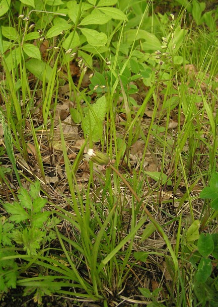 Image of Melica nutans specimen.