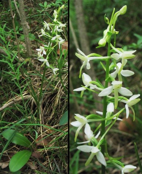 Изображение особи Platanthera bifolia.