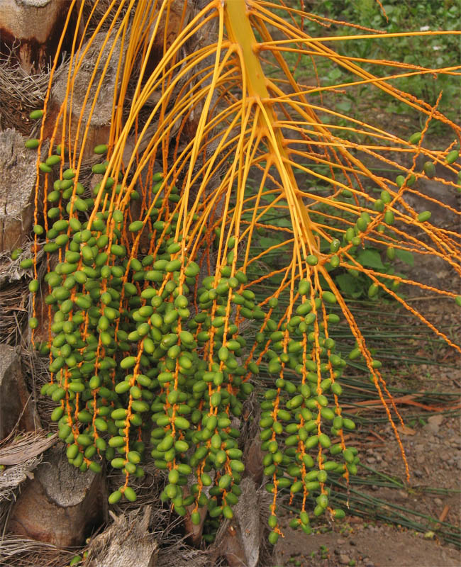 Изображение особи Phoenix canariensis.