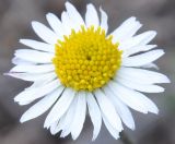 Bellis sylvestris