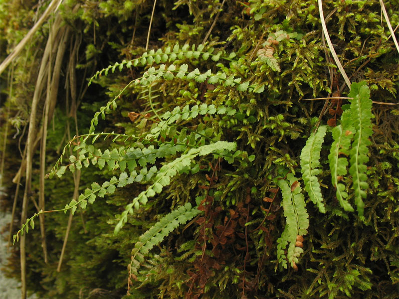 Изображение особи Asplenium viride.