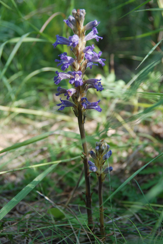 Image of Phelipanche pallens specimen.