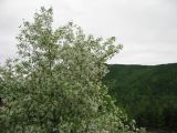 Malus baccata. Цветущее растение. Иркутская обл., окрестности Бодайбо. 12.06.2008.