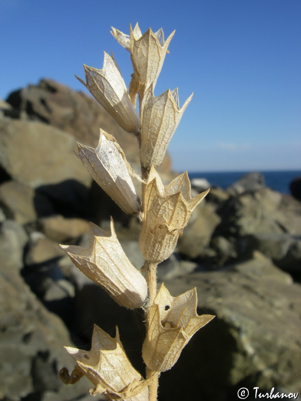 Изображение особи Hyoscyamus albus.