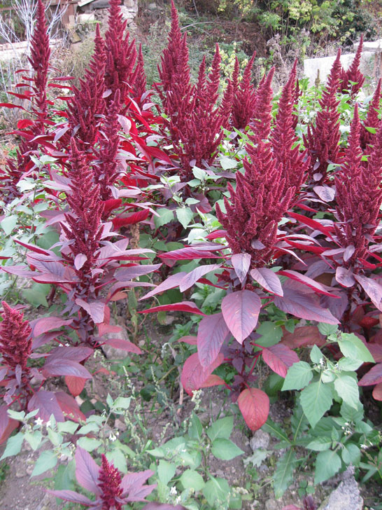 Image of Amaranthus hypochondriacus specimen.