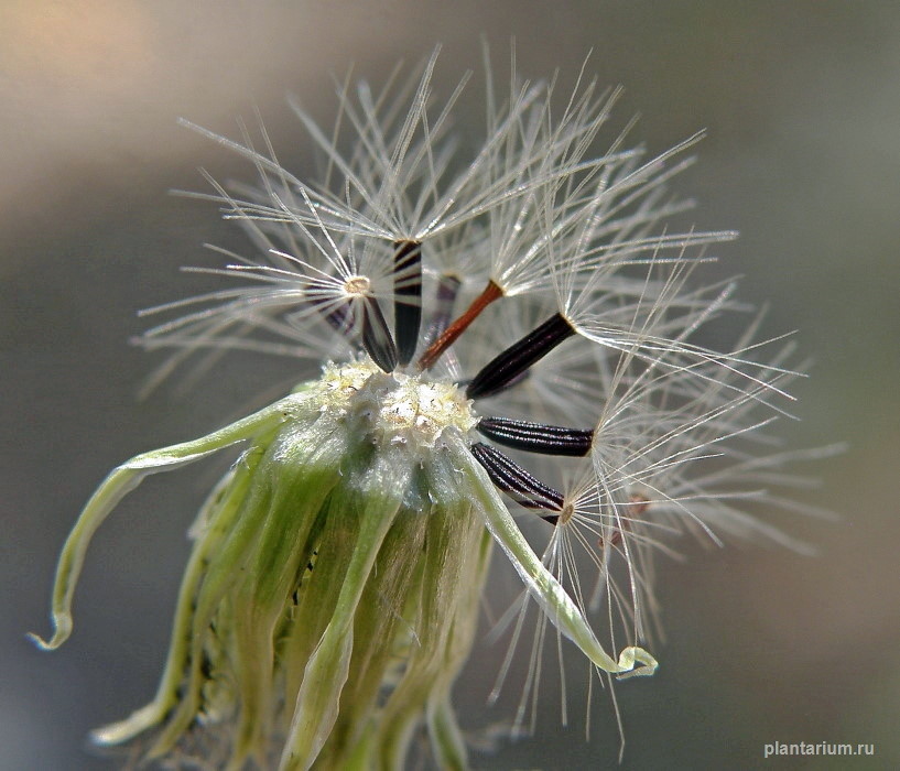 Image of Pilosella bauhini specimen.