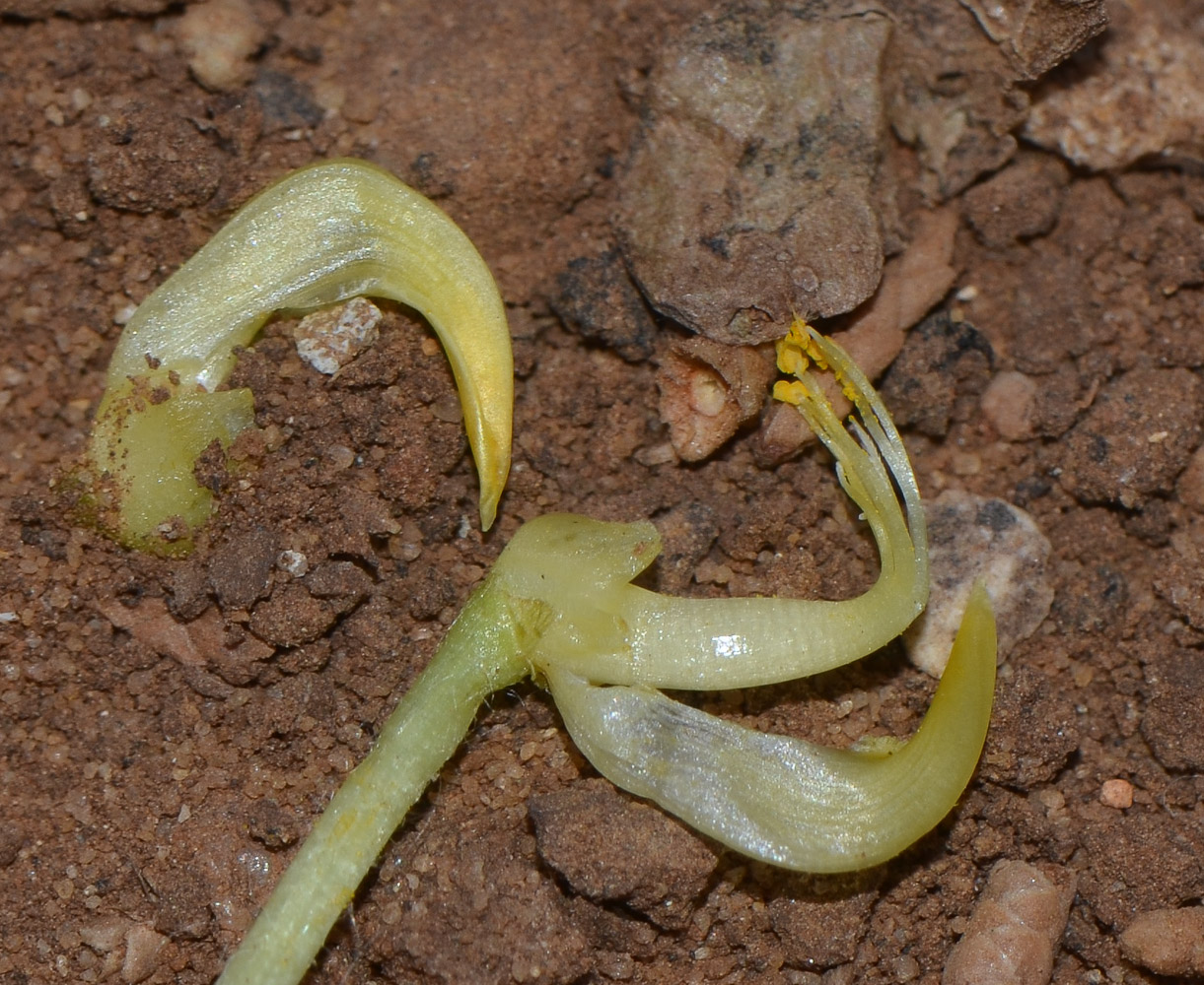 Image of Arachis hypogaea specimen.