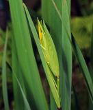 Iris pseudacorus. Бутон. Московская обл., Раменский р-н, окр. дер. Хрипань, садовый участок. 06.06.2015.
