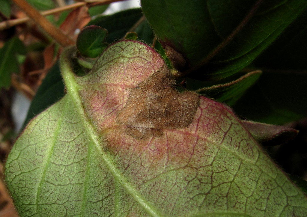 Image of Lonicera japonica specimen.