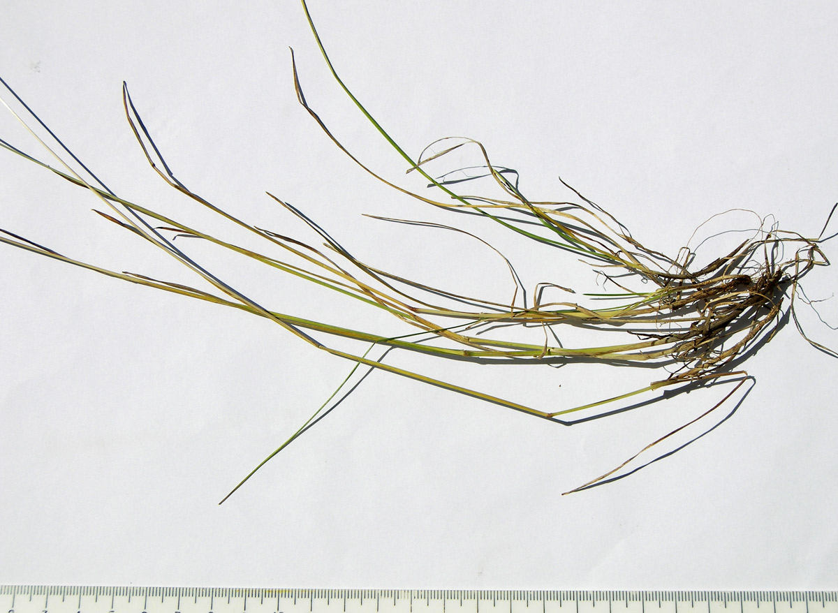 Изображение особи Helictotrichon adzharicum.