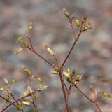 Cerastium holosteoides. Соцветие. Ленинградская обл., Всеволожский р-н, окр. пос. Медовое, засыпанная гранитным щебнем автостоянка. 24.08.2015.