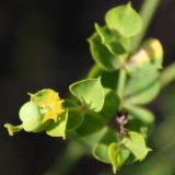 genus Euphorbia. Верхушка ветви соцветия с завязями плодов. Белгородская обл., Борисовский р-н, ур. \"Острасьев яр\". 30.06.2009.