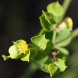 род Euphorbia. Верхушка ветви соцветия с завязями плодов. Белгородская обл., Борисовский р-н, ур. \"Острасьев яр\". 30.06.2009.