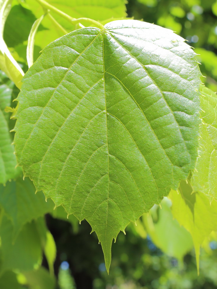 Image of Tilia americana specimen.