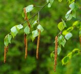 Betula pendula. Ветви с мужскими соцветиями. Московская обл., Раменский р-н, окр. дер. Хрипань, садовый участок. 17.05.2015.