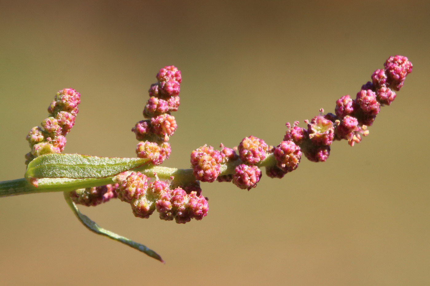 Изображение особи Atriplex micrantha.