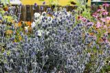 Eryngium planum. Верхушки цветущих растений. Коми, окр. г. Сыктывкар, пос. Максаковка, дачный участок. 23.08.2014.