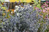 Eryngium planum