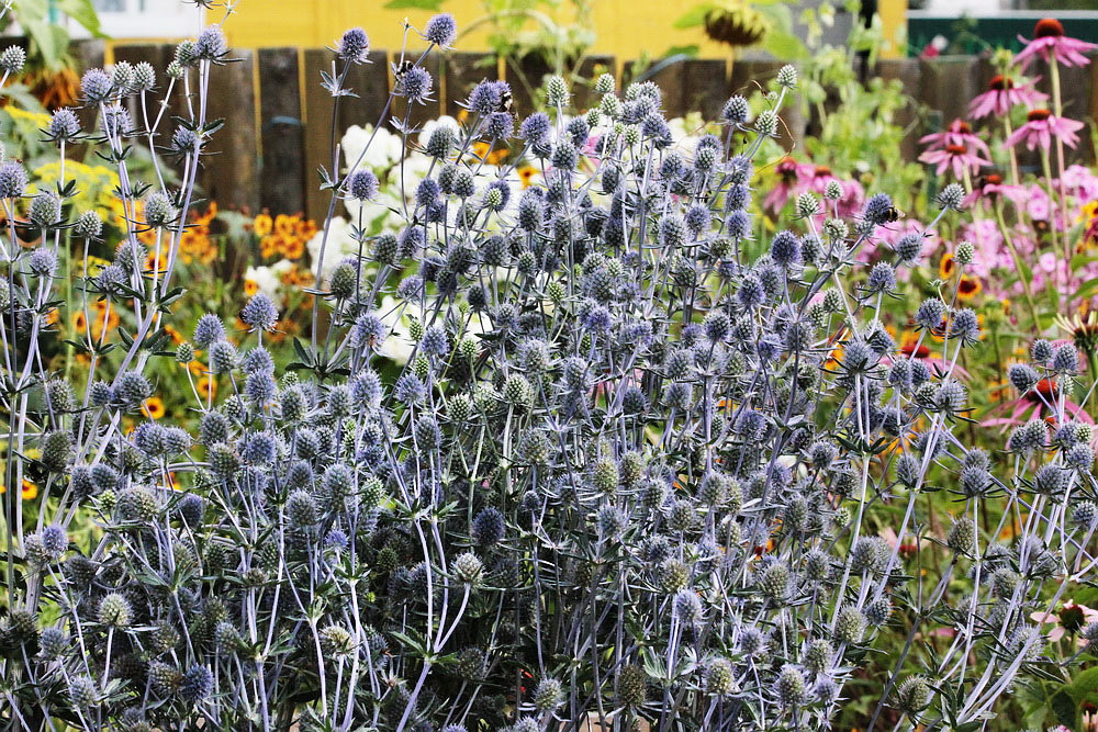 Изображение особи Eryngium planum.