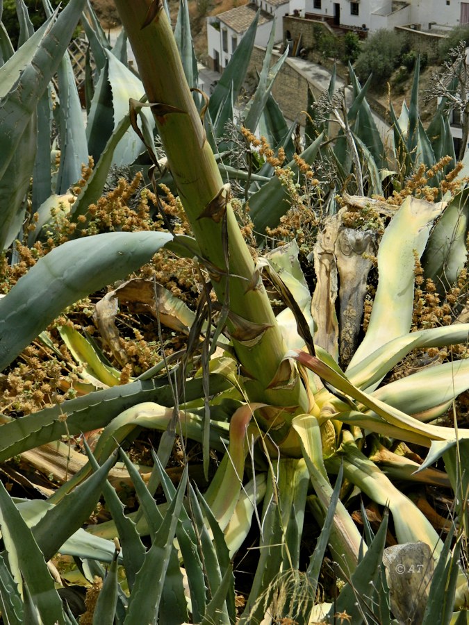 Изображение особи Agave americana.