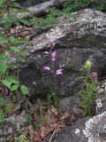 Cephalanthera rubra