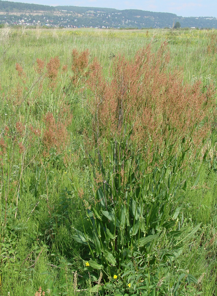 Image of Rumex acetosa specimen.