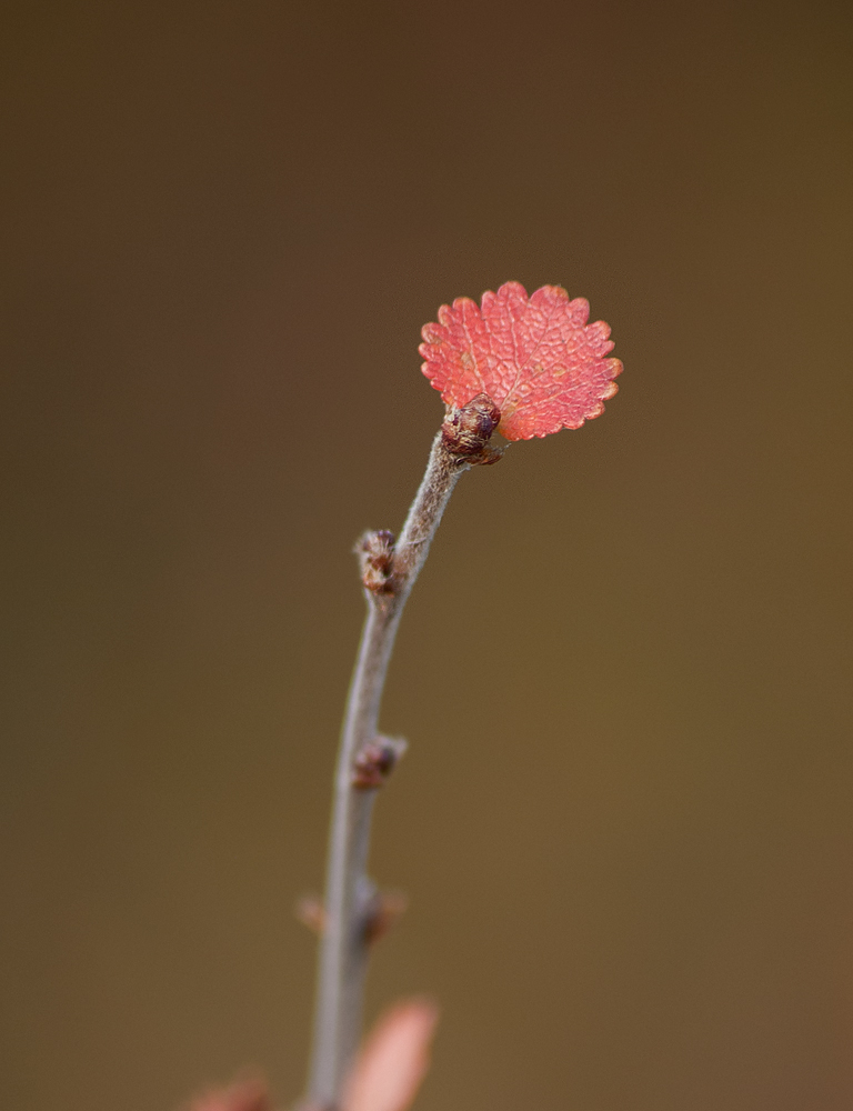 Image of Betula nana specimen.