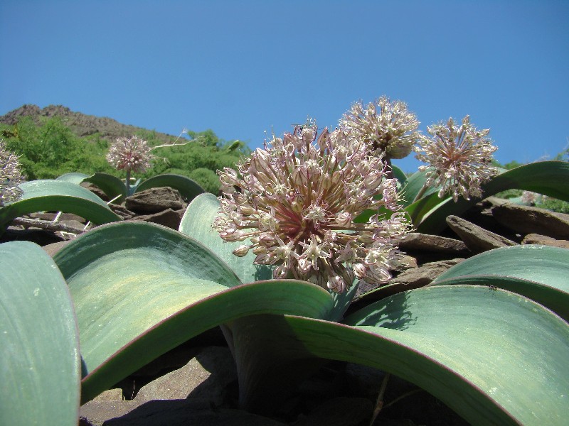 Image of Allium karataviense specimen.