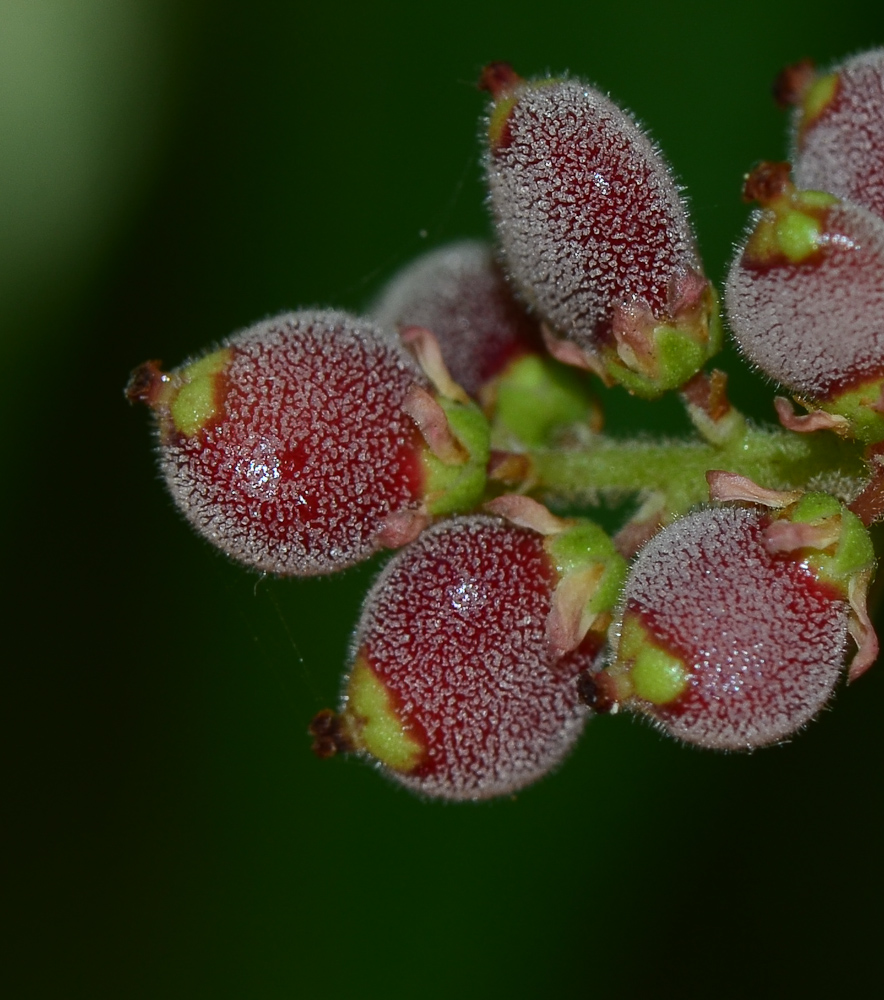 Изображение особи Rhus copallinum.