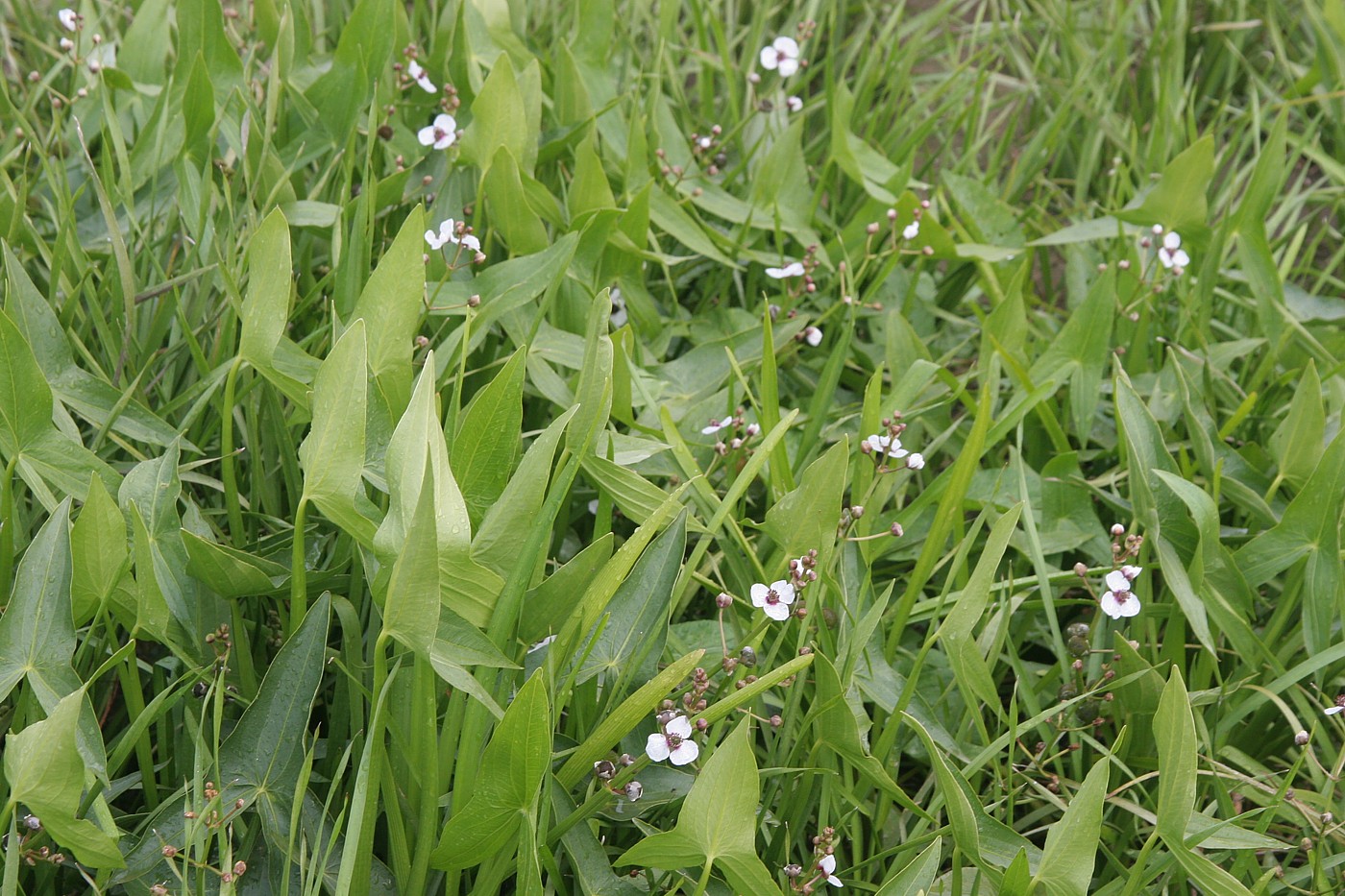 Изображение особи Sagittaria sagittifolia.